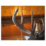 Deer Head Mount (Very Thick Rack)