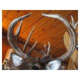 Deer Head Mount (Very Thick Rack)