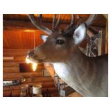 Deer Head Mount (Very Thick Rack)