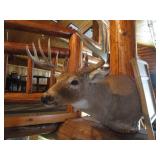 Deer Head Mount