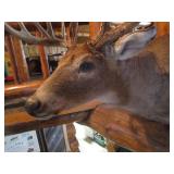 Deer Head Mount
