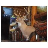 Deer Head Mount