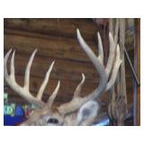 Deer Head Mount