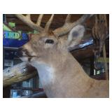 Deer Head Mount