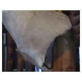 Deer Head Mount