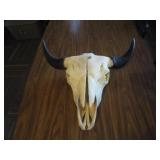 Bison Skull