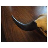 Bison Skull