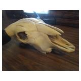 Bison Skull