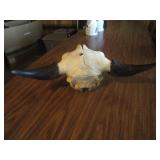 Bison Skull