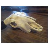 Bison Skull