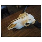 Bison Skull