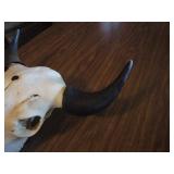 Bison Skull