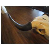 Bison Skull