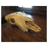Bison Skull