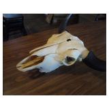 Bison Skull
