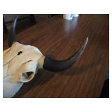 Bison Skull