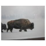 Large Bison Picture 63"x33"