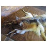 Fox Pelt
