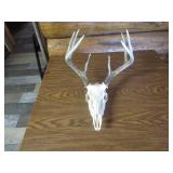 Deer Skull
