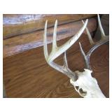 Deer Skull