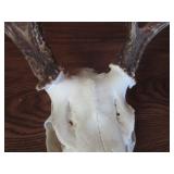 Deer Skull