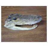Alligator Head & Small Antlers