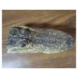 Alligator Head & Small Antlers