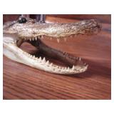 Alligator Head & Small Antlers