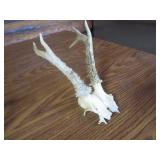 Alligator Head & Small Antlers