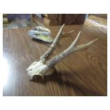 Alligator Head & Small Antlers
