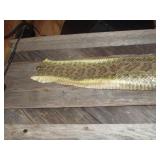 Rattle Snake Skin 41"