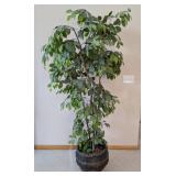 ML - Faux Ficus Benjamina Tree - 6 ft tall, Potted in Woven Basket