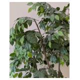 ML - Faux Ficus Benjamina Tree - 6 ft tall, Potted in Woven Basket