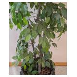 ML - Faux Ficus Benjamina Tree - 6 ft tall, Potted in Woven Basket