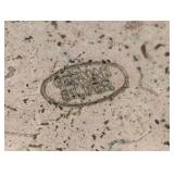 LR - German Silver Tobacco Tin - Ornate Engraved Pattern w Rider Relief