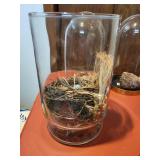 Collection of Bird Nests with Glass Domes and Display Vase