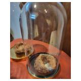 Collection of Bird Nests with Glass Domes and Display Vase