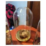 Collection of Bird Nests with Glass Domes and Display Vase