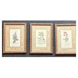Botanical Prints Set of 3 in Ornate Frames by Robert Grace Aptos CA