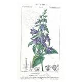 Botanical Prints Set of 3 in Ornate Frames by Robert Grace Aptos CA