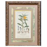 Botanical Prints Set of 3 in Ornate Frames by Robert Grace Aptos CA