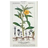 Botanical Prints Set of 3 in Ornate Frames by Robert Grace Aptos CA