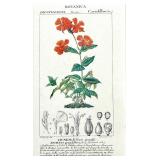 Botanical Prints Set of 3 in Ornate Frames by Robert Grace Aptos CA