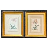 Botanical Prints - Lilies in Gold Frames (Pair)
