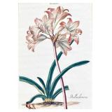 Botanical Prints - Lilies in Gold Frames (Pair)