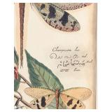 The Raschella Collection Dragon Flies I Framed Print - 25 x 29