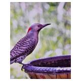 Framed Bird Bath Garden Photographic Print on Canvas