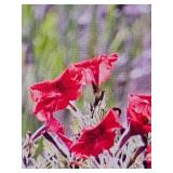 Large Framed Garden Floral Display Photographic Print on Canvas