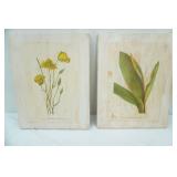 Botanical Prints of Canvas. Originally from Mary Vaux Walcott 1925 Book "North American Wildflowers"