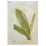 Botanical Prints of Canvas. Originally from Mary Vaux Walcott 1925 Book "North American Wildflowers"